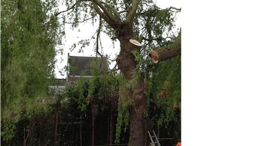 Bomen rooien Stavenisse